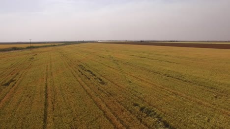 Toma-Aérea-De-Un-Gran-Campo-De-Trigo