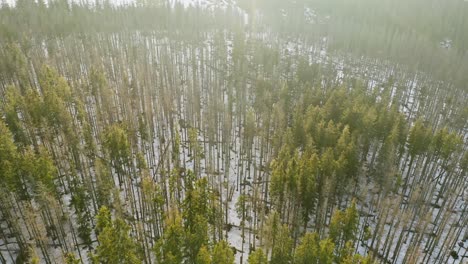 Hermoso-Malhumorado-Drone-Aéreo-Frío-Bosque-Nieve