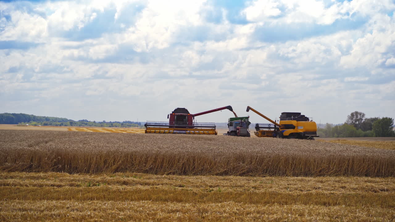Yellow grain harvesting combines in a sunny day working. Yellow field with grain. Agricultural technic works in field. Video of harvesting process.