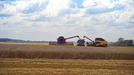yellow grain harvesting combines in a sunny day working. yellow field with grain. agricultural technic works in field. video of harvesting process.