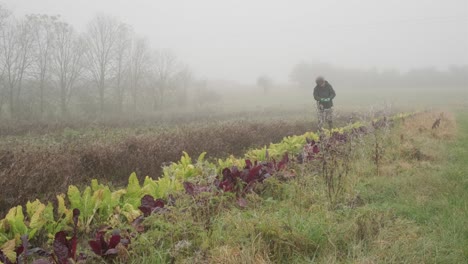 wide shot of a farmer picking fresh vegetable produce