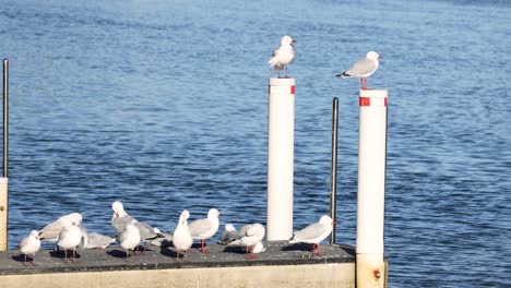 seagulls resting and flying around dock pillars