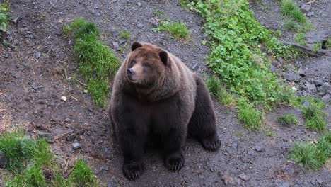 brown bear sitting down, alaska