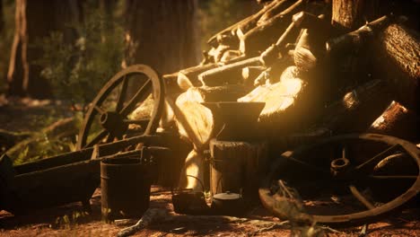 preparation of firewood for the winter in forest at sunset