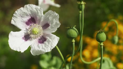 Cerrar-Flor-De-Amapola-Blanca