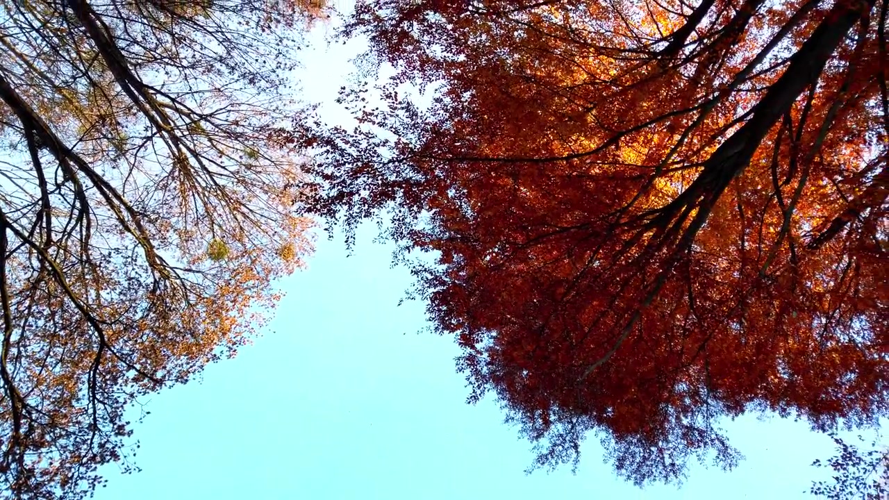 Alberi autunnali sullo sfondo del cielo. Riprese di foglie che cadono a novembre.