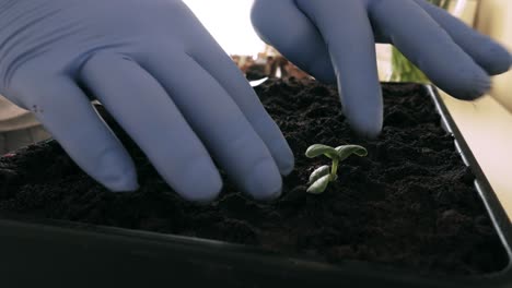 pushing soil down around cucumber sprouts and putting tag beside