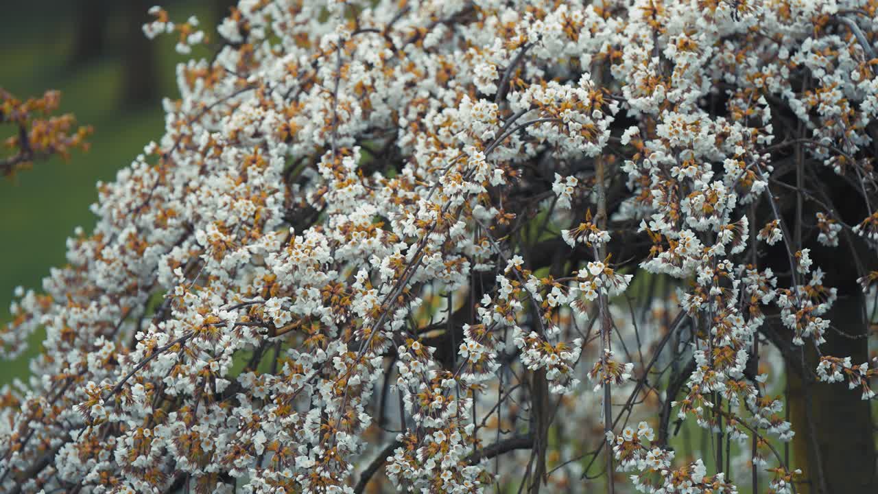 los cerezos en el parque de petrin hill estallaron en una vibrante exhibición de flores rosadas y blancas