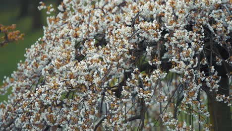 cherry trees in the petrin hill park burst into a vibrant display of pink and white blooms