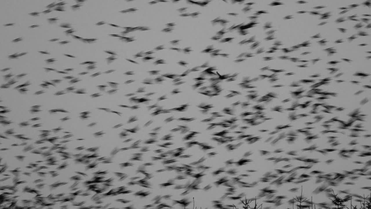 Bird of prey hunting starlings as they gather together in a huge flock before they go to roost for the night