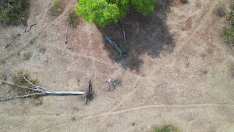 Vista-Aérea-De-árboles-Durante-Una-Severa-Sequía-En-Pantanal,-Brasil