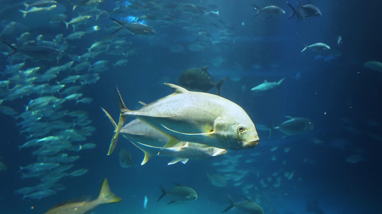 큰 수족관 에서 함께 수영 하는 물고기 들