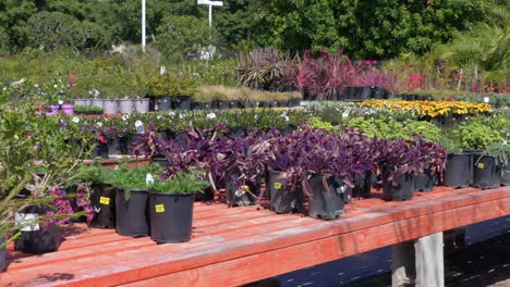 Panning-view-of-plants-and-trees-in-containers,-at-a-nursery