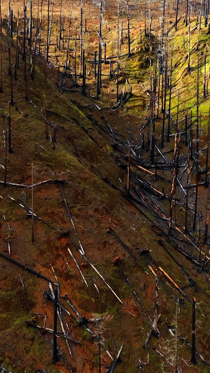 American mountains outdoors. Portland aerial view landscapes. Vertical video