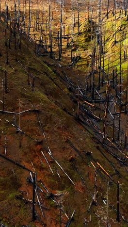 american mountains outdoors. portland aerial view landscapes. vertical video