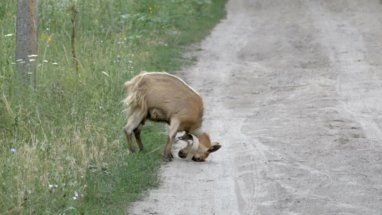 염소는 땅 위에 을 는다. 마을에 있는 작은 염소.