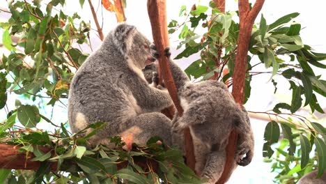 dos koalas, phascolarctos cinereus manchados en el árbol, uno durmiendo y colgando entre la bifurcación del árbol de eucalipto y otro preguntándose por el entorno durante la temporada de reproducción