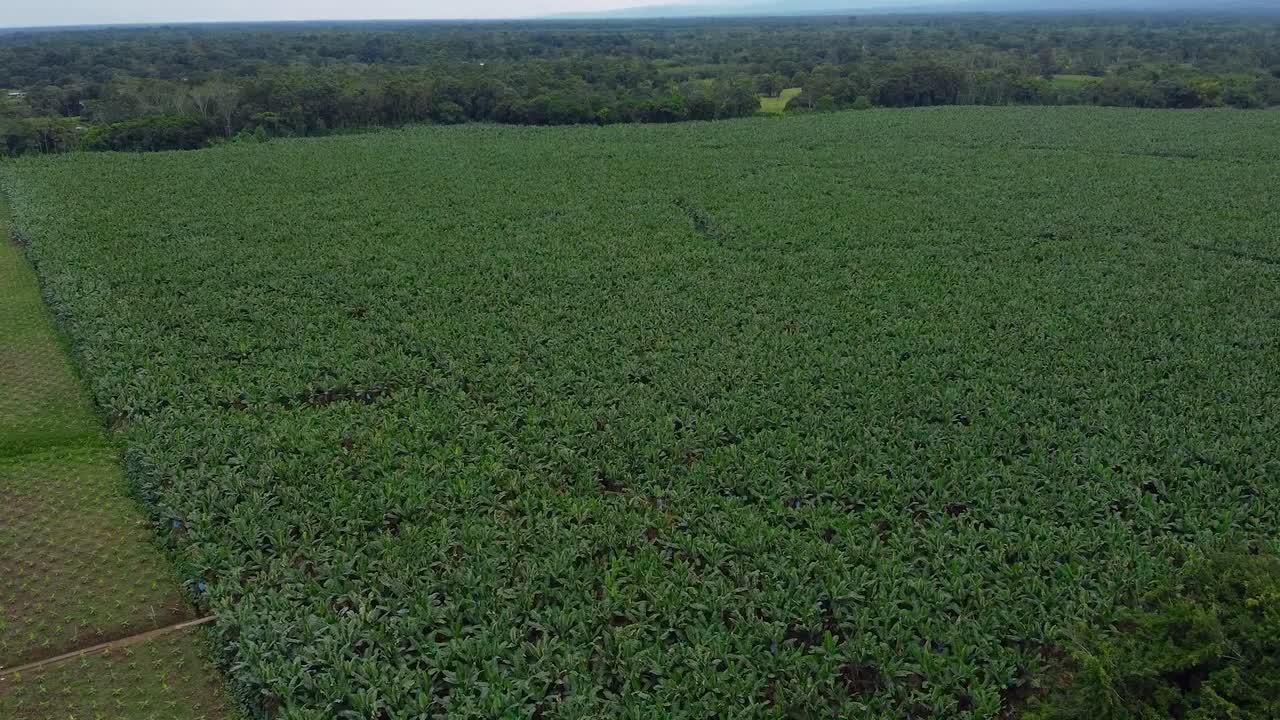 toma aérea de drones: una plantación de plátanos, con muchas plantas verdes