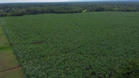 Aerial-drone-shot:-a-banana-plantation,-with-many-green-plants