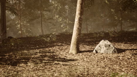 misty forest with fallen leaves