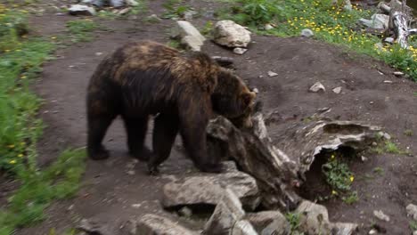 bear sniffing the trunk of a fallen dead tree