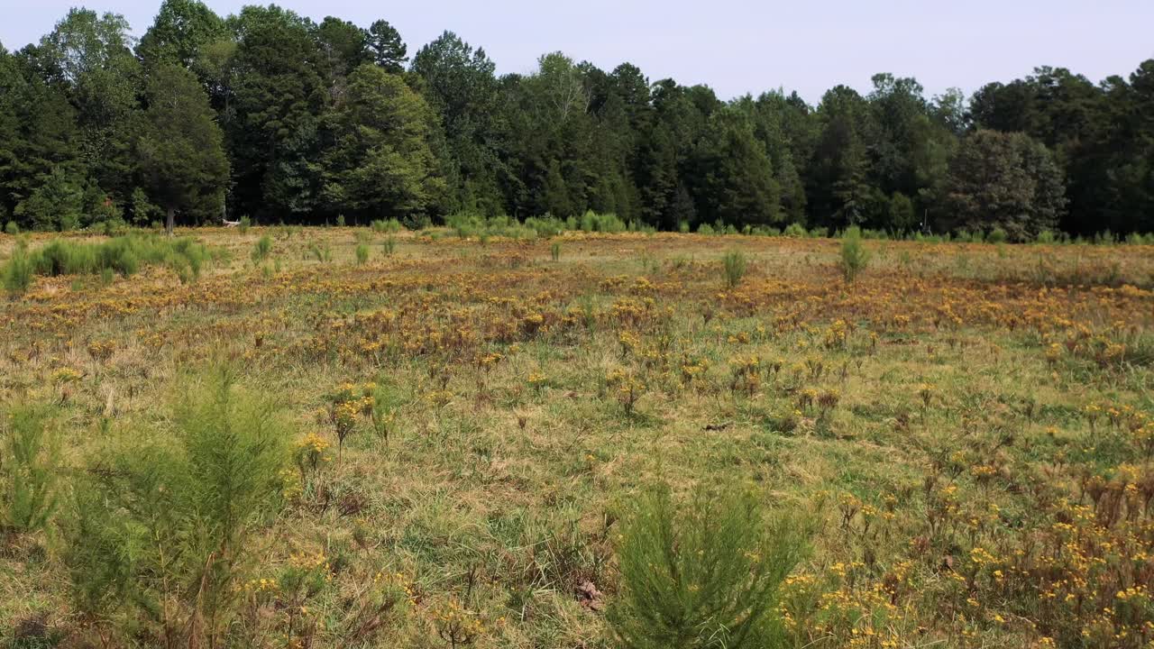 vuelo a baja altura sobre un pature