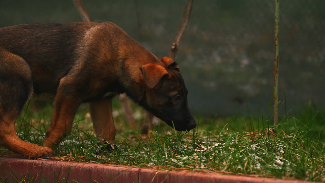 joven perro marrón malinois belga caminando y olfateando hierba en el jardín del parque, comportamiento animal de pura raza al aire libre