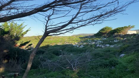 El-Paisaje-Matutino-De-Una-Hermosa-Granja-En-El-Campo-Con-Un-Hombre-Caminando-En-Medio-De-Abundantes-Campos-De-Cultivos-De-Pasto,-Rastreando