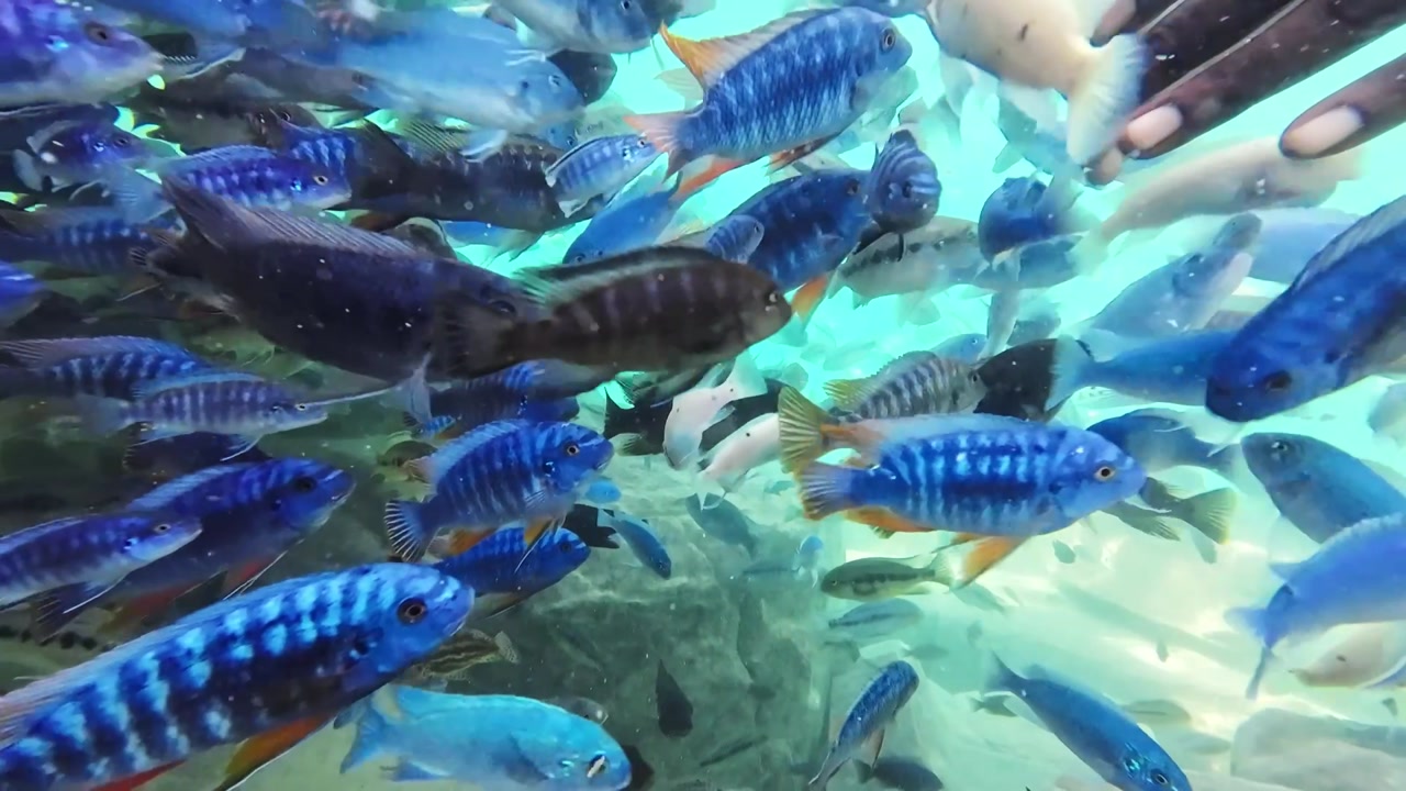 Vibrant underwater footage of colorful cichlid fish swimming in Lake Malawi. Schools of tropical freshwater fish swim in their natural habitat.