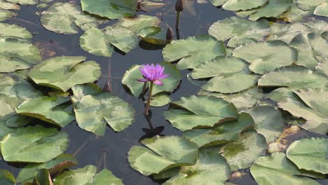 closeup shot of beautiful purple water lily in the pond