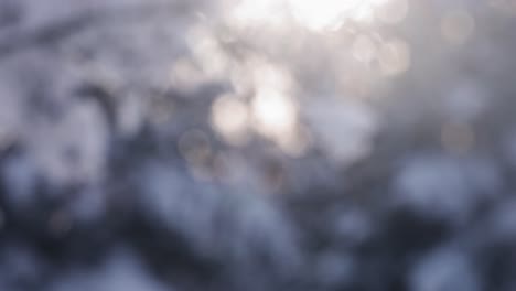 winter wonderland: snow covered berries and branches