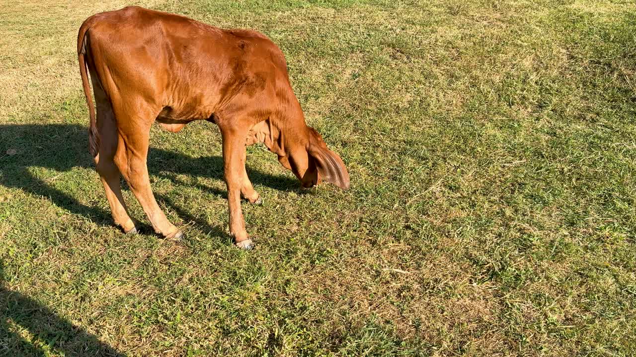 Un vitello pascola pacificamente in un campo erboso