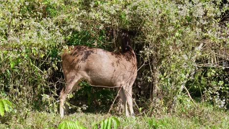 ciervo sambar, parque nacional khao yai, rusa unicolor, tailandia, visto en lo profundo de un arbusto alimentándose de algunas hojas de una planta especial