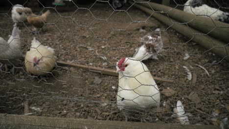 Produktaufnahmen-Von-Hühnern-Auf-Einem-Bauernhof