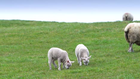 dos corderos comiendo en un campo de hierba en una granja con ovejas comiendo en el fondo