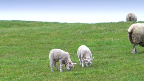 two lambs eating in grass field on a farm with sheep eating in the background