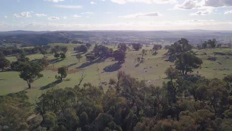 aerial flight over forest in australia with sun and clouds in the background, long distance shot moving forward and ascending