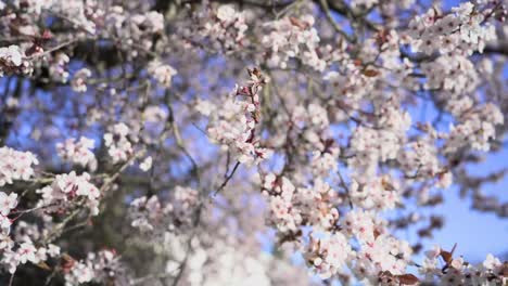 flores de cerezo se balancean de una fuerte ráfaga de viento