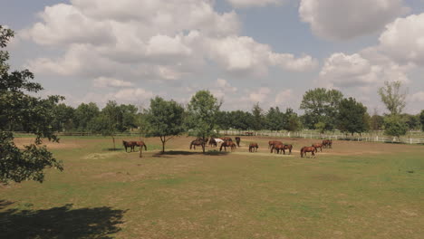 horses grazing in a pasture