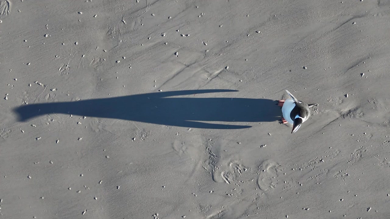 Filmato cinematografico con drone dall'alto di un pinguino Papua con una lunga ombra che riempie l'inquadratura, riprese aeree epiche
