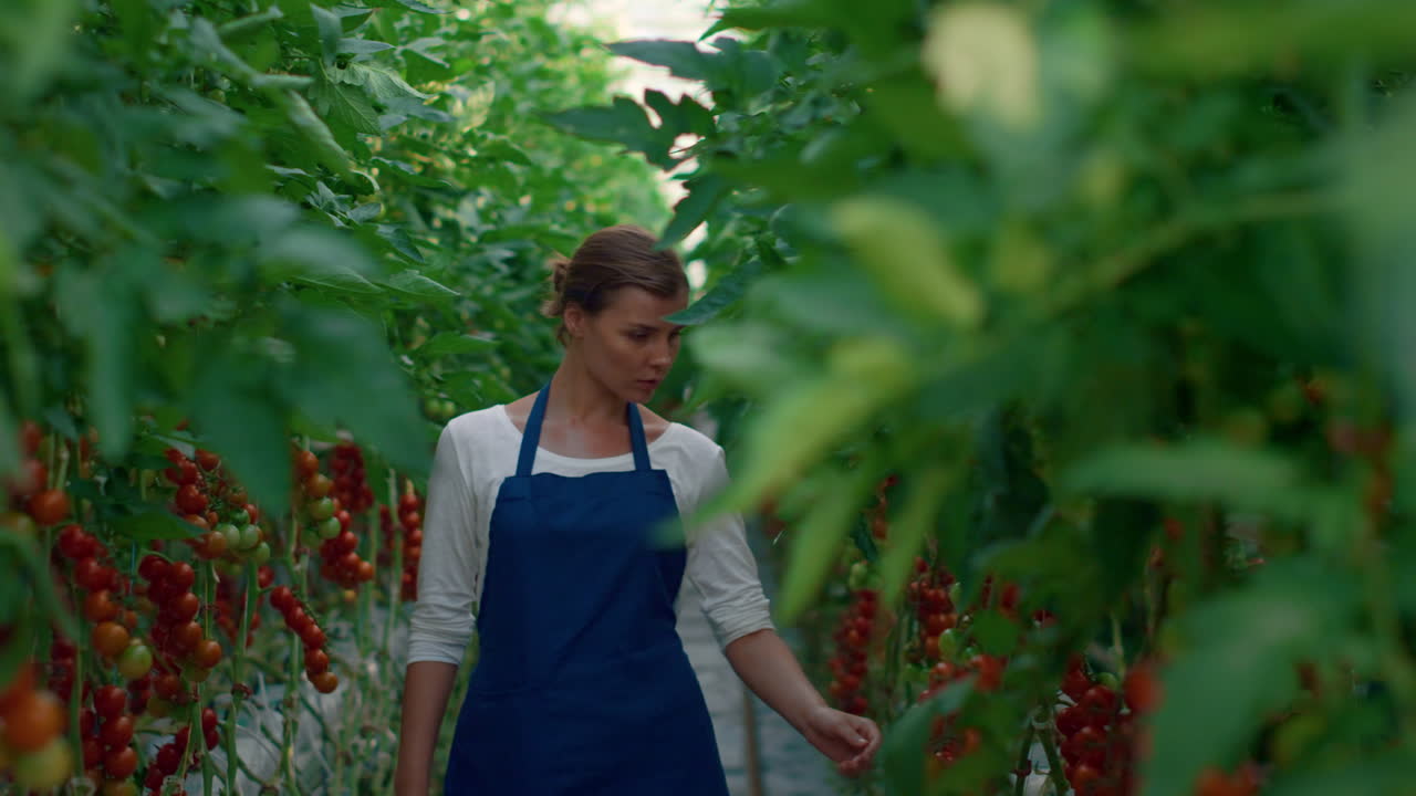 trabajadores agrícolas examinando el crecimiento de tomates y vegetales en una casa de plantación moderna.