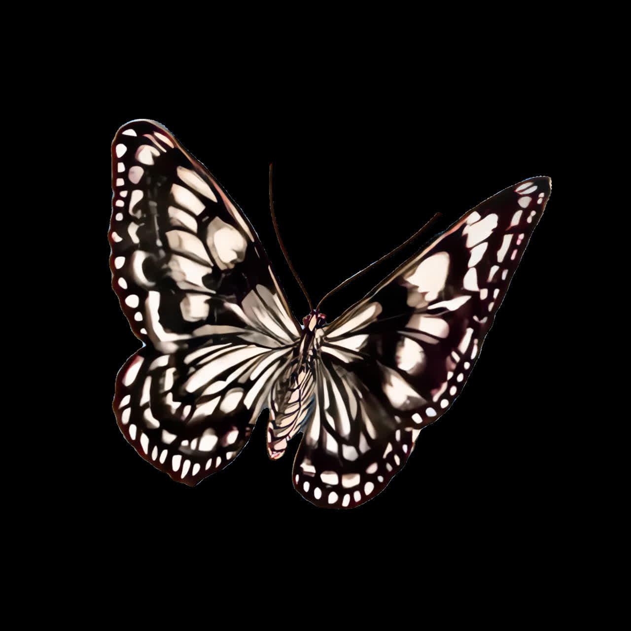 Delicata farfalla in bianco e nero che batte le ali su sfondo nero