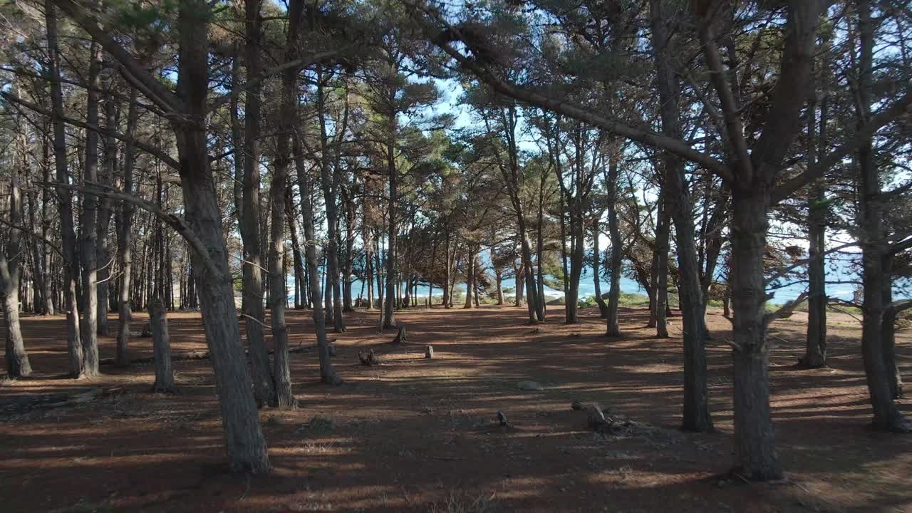Pine forest on a cinematic shoot with aerial drone on the beach of el Canelo on Algarrobo, quinta región de San Antonio, Chile, Febuary 2022
