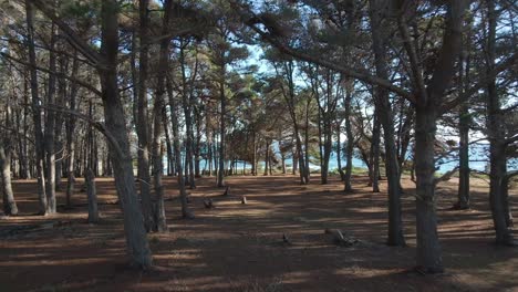 pine forest on a cinematic shoot with aerial drone on the beach of el canelo on algarrobo, quinta región de san antonio, chile, febuary 2022