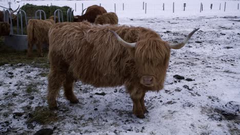 Hochlandbulle,-Der-Im-Winter-Ruhig-Vor-Der-Herde-Kaut