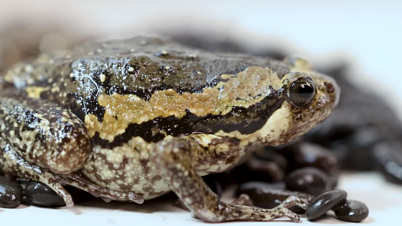 A macro shot of a Banded Bullfrog (Kaloula pulchra) breathing on a white studio background, showing subtle body movement and moist skin texture