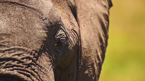 African-Wildlife-elephant-animal-close-up-detail-of-eye-in-Maasai-Mara-National-Reserve,-Kenya,-Africa-Safari-Animals-in-Masai-Mara-North-Conservancy