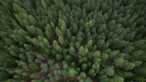 aerial following shot of scandinavian finnish forest and forestry machine ponsse scorpion harvester, shot with dji air 2s