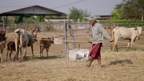 a farmer herding cattle on a dry farm