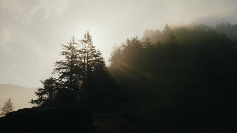 sun rays piercing through a misty forest